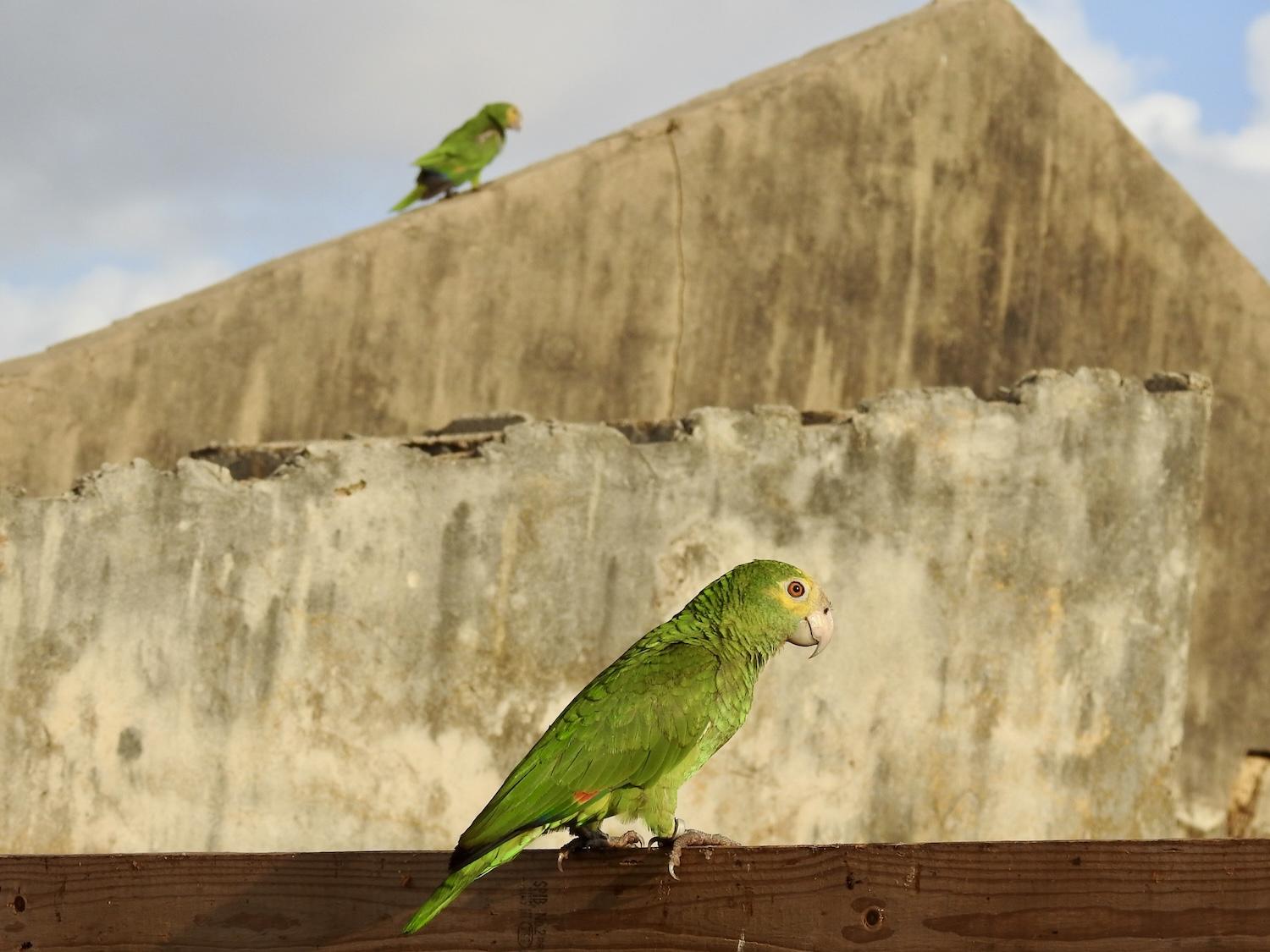 Two Yellow-shouldered amazons, a parrot known as a Lora in Aruba, fly about Plantage Prins in Arikok National Park.