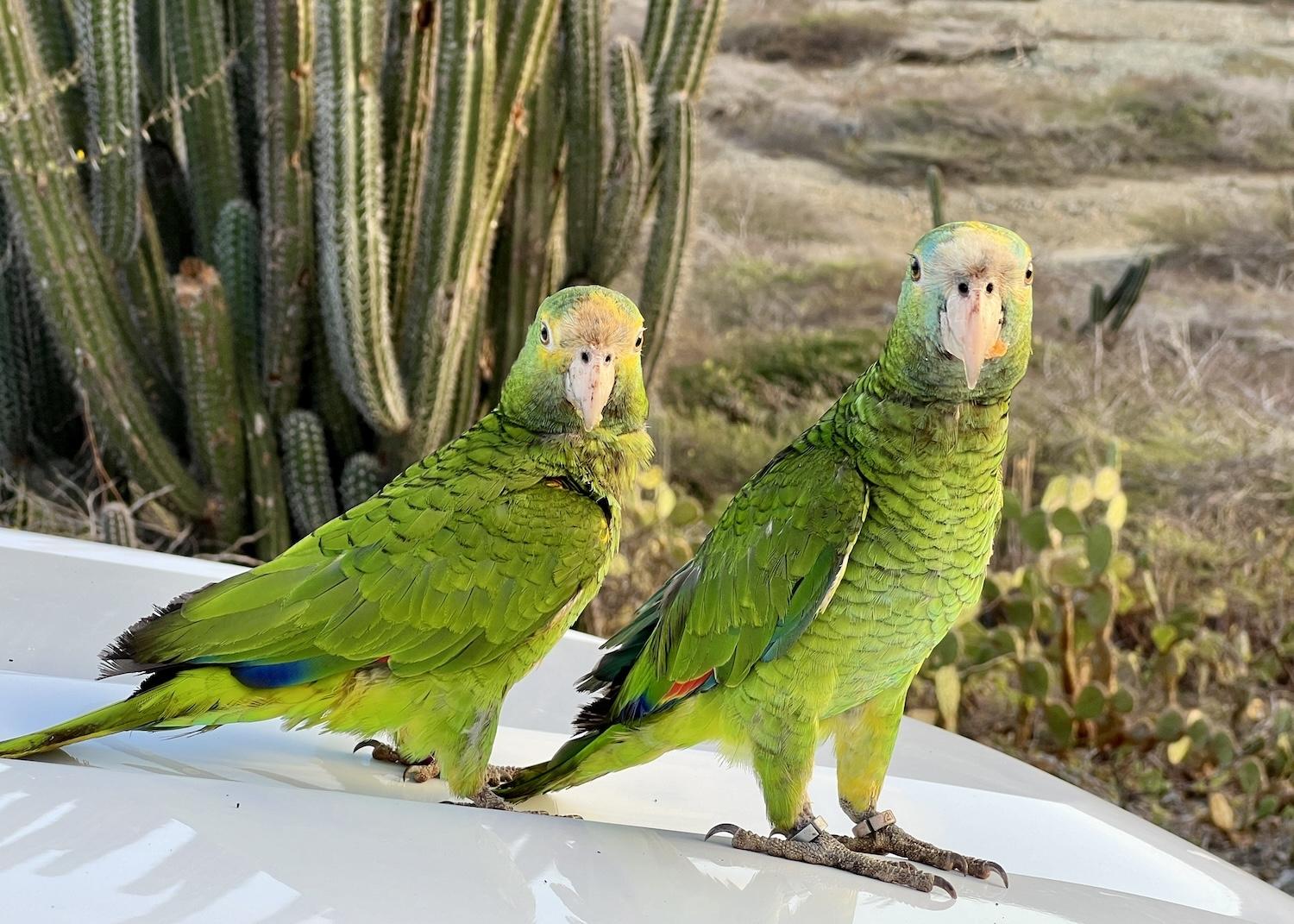 Two Yellow-shouldered amazons (Lora) land on a Arikok National Park truck in Aruba.