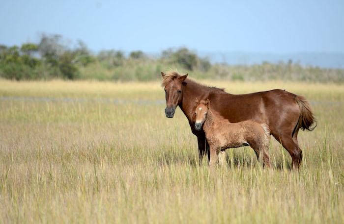 New foal N6BMT-FQ with his dam N6BMT “Jojo”/NPS