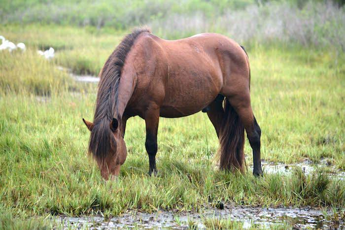 This bay stallion was killed at Assateague Island National Seashore in a collision with a vehicle/NPS
