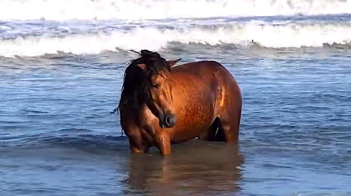 Horses at Assateague Island National Seashore In the Surf/NPS