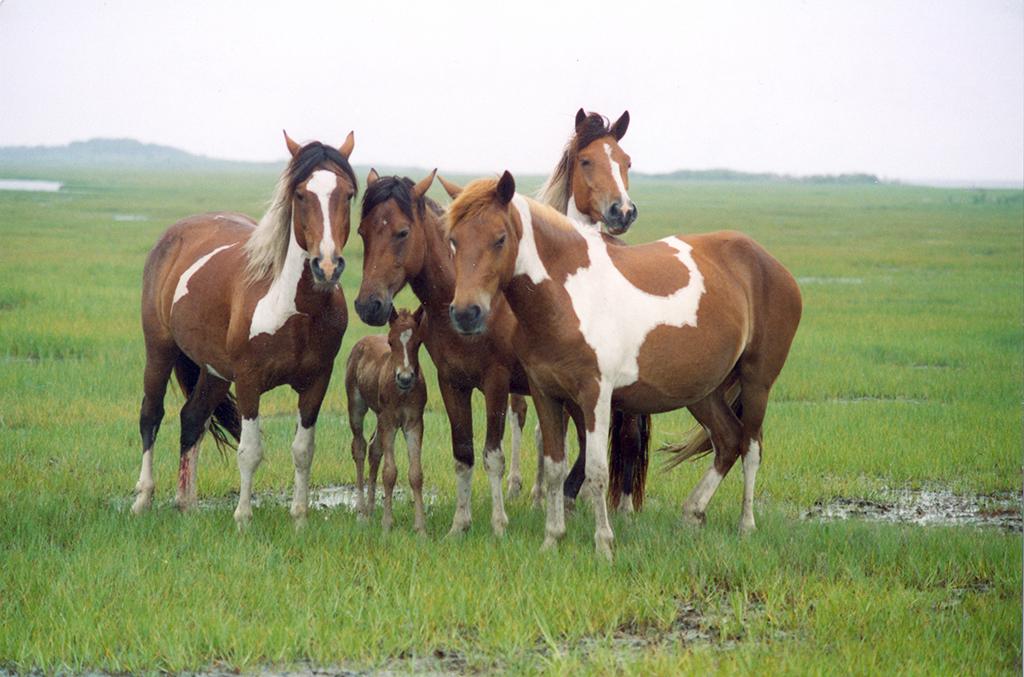 A band of horses in the saltmarsh, Assateague National Seashore / National Park Service