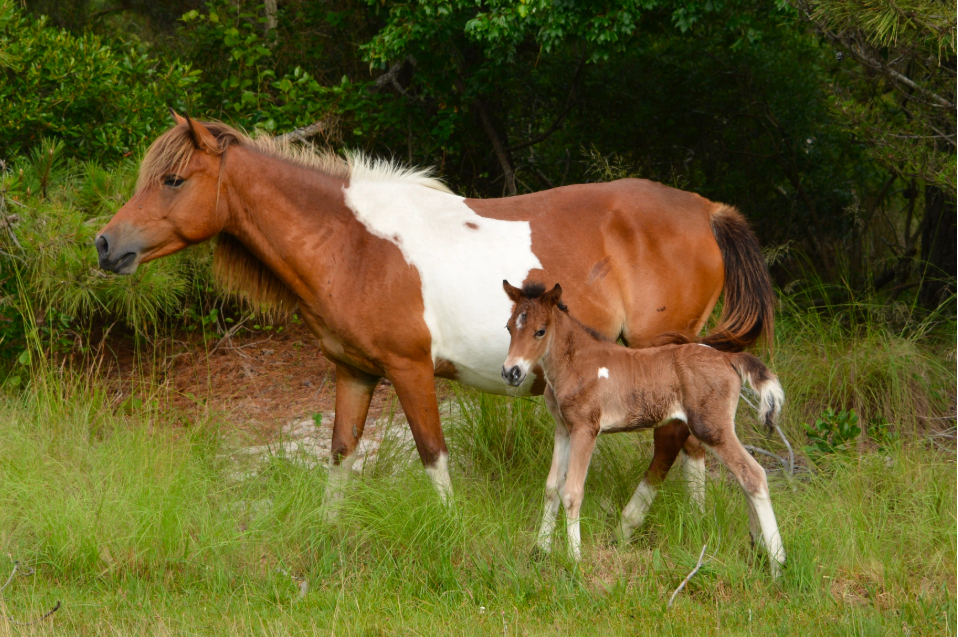 horses, baby, foal, assateague, national park, national seashore