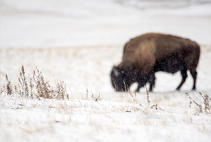 Badlands bison in the snow/Bryan Hansel
