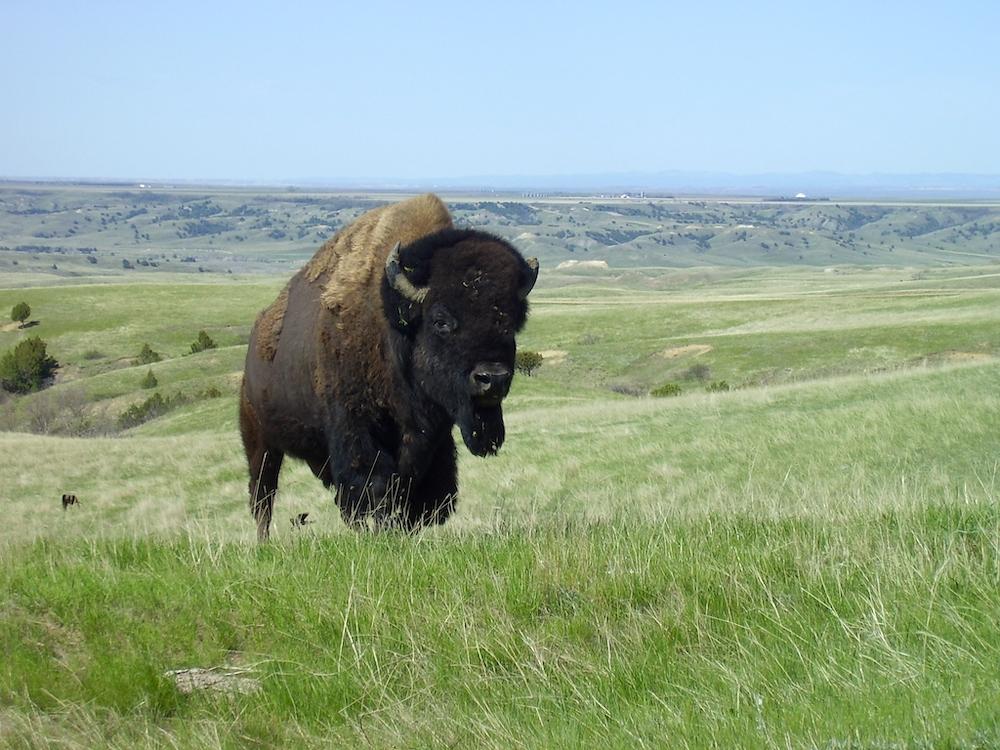 Bison at Badlands National Park are gaining an additional 22,000 acres to roam in the park/NPS file