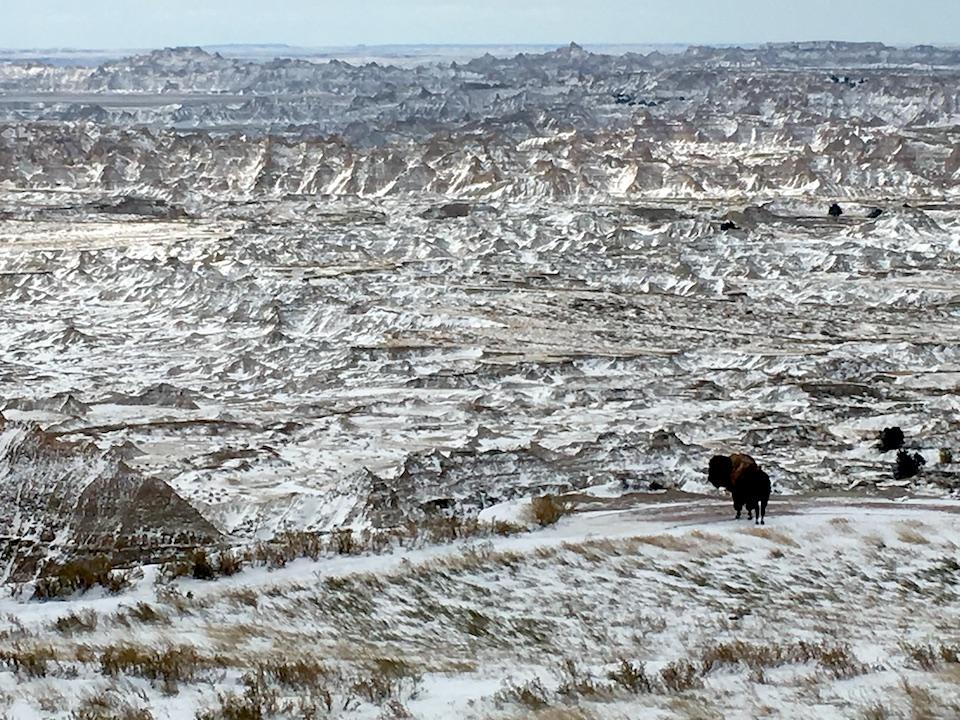Bison were able to move onto 22,000 additional acres at Badlands National Park/NPS
