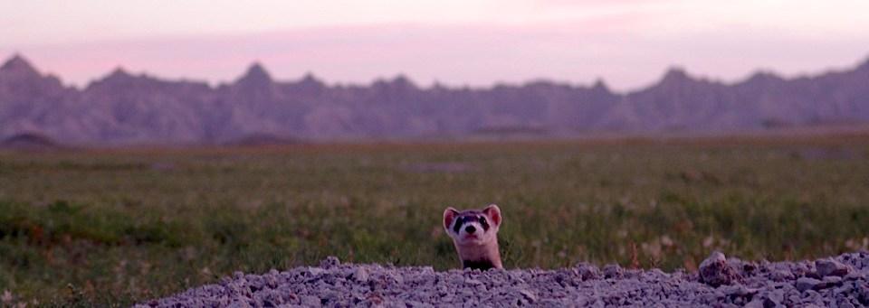 Badlands National Park in South Dakota has had success in helping black-footed ferrets recover their population/NPS file