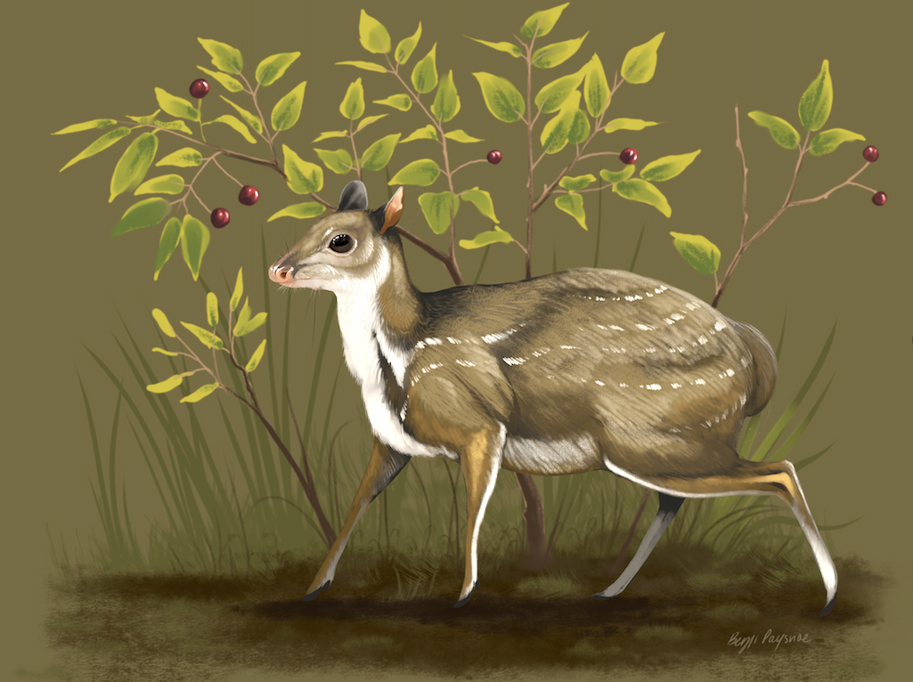 Paleoartistic reconstruction of the newly-named leptomerycid genus, Santuccimeryx elissae, standing in front of hackberry bushes (Celtis hatcheri). Its small size (3-5 lbs/1-2 kgs), relatively large orbits, and shortened skull differentiate Santuccimeryx 
