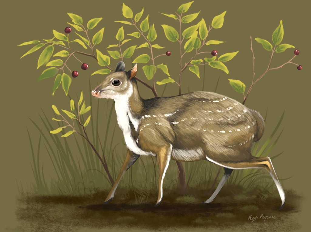 Paleoartistic reconstruction of the newly-named leptomerycid genus, Santuccimeryx elissae, standing in front of hackberry bushes (Celtis hatcheri). Its small size (3-5 lbs/1-2 kgs), relatively large orbits, and shortened skull differentiate Santuccimeryx Paleoartistic reconstruction of the newly-named leptomerycid genus, Santuccimeryx elissae, standing in front of hackberry bushes (Celtis hatcheri). Its small size (3-5 lbs/1-2 kgs), relatively large orbits, and shortened skull differentiate Santuccimeryx