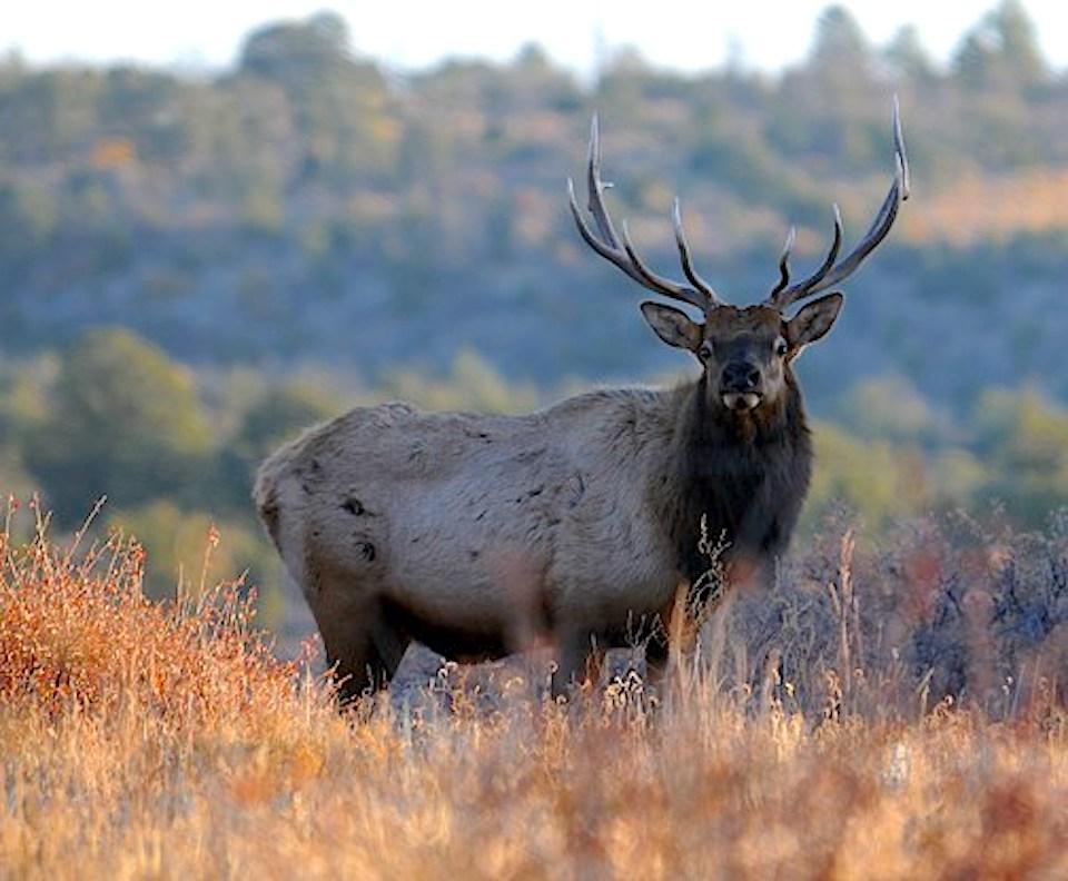 Bull elk at Bandelier National Monument/NPS, Sally King