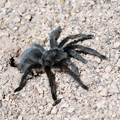Tarantulas are on the move at Bandelier National Monument/NPS file
