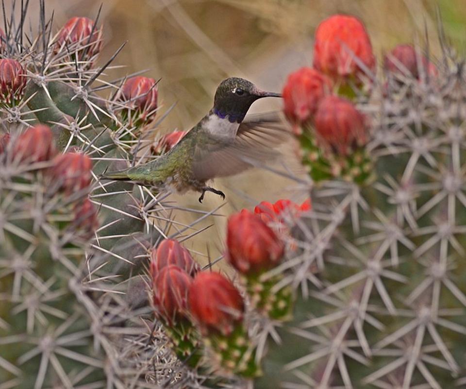 A black-chinned hummingbird looking for nectar at Bandelier National Monument / NPS