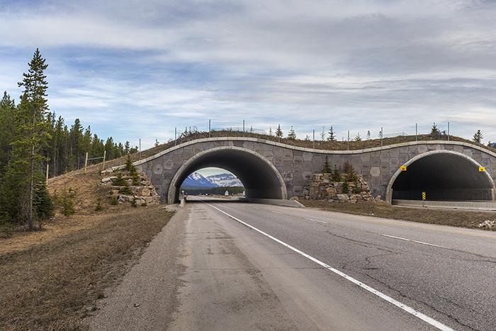 Wildlife Overpass On Alberta Highway 1, Banff National Park / Rebecca Latson