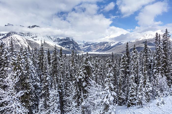 Spring Vista Along The Icefield Parkway, Banff National Park / Rebecca Latson