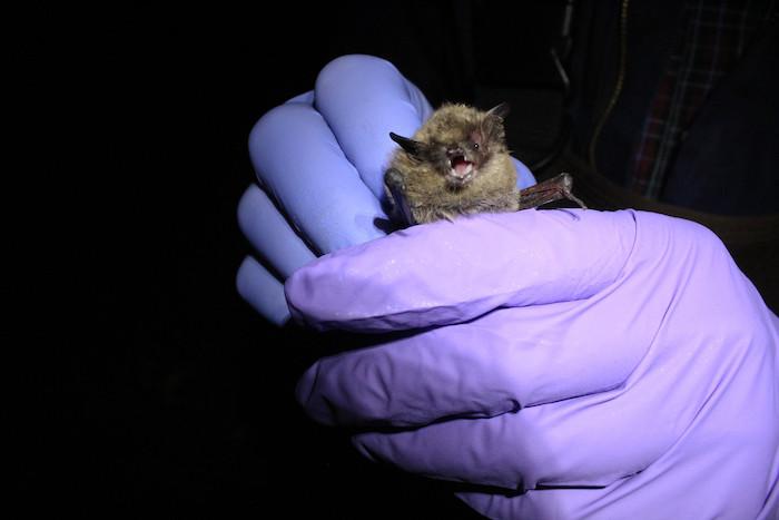 Bats at Fort Laramie National Historic Site have been found to carry the fungus that causes White-Nose Syndrome/NPS