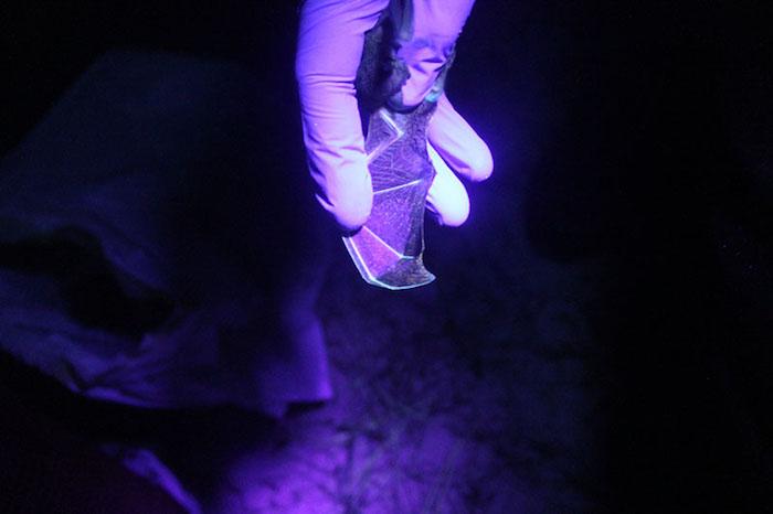 Wing of western small-footed myotis (Myotis ciliolabrum) under ultraviolet light. The orange fluorescence on the wing is characteristic of infection by pd/Peter Kienzler, Wyoming Natural Diversity Database