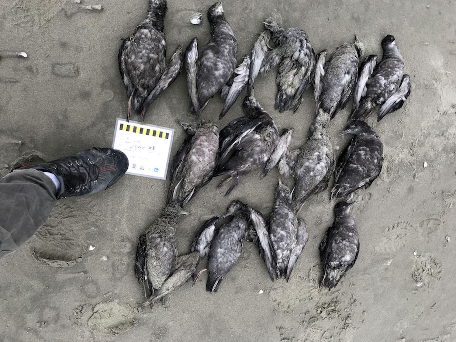 Short-tailed Shearwaters, Ikpek Lagoon, Bering Land Bridge National Preserve./NPS, Jason Tucker