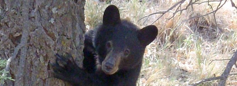 Black bear at Big Bend National Park/NPS