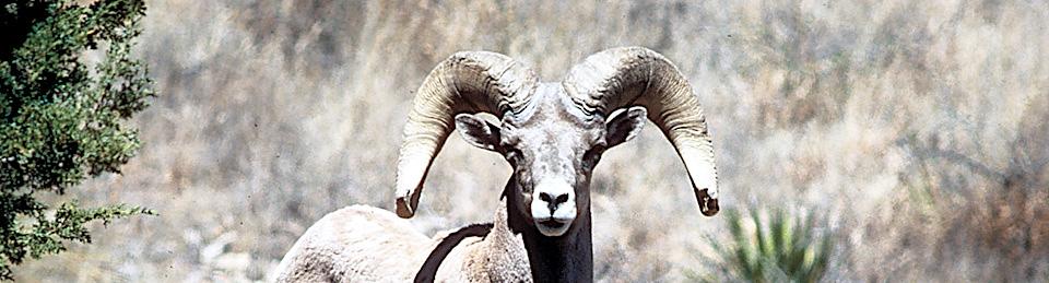 Desert bighorn sheep at Big Bend National Park/NPS