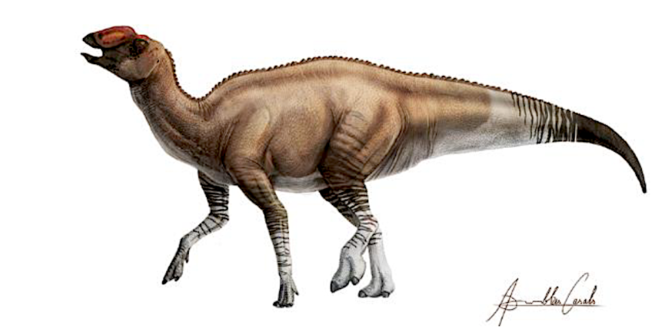 A new dinosaur species has been identified from fossilized remains found at Big Bend National Park 35 years ago/Illustration by ICRA Art
