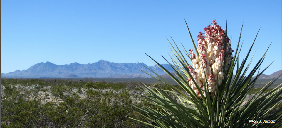 Spring in Big Bend National Park can be a crowded season/NPS