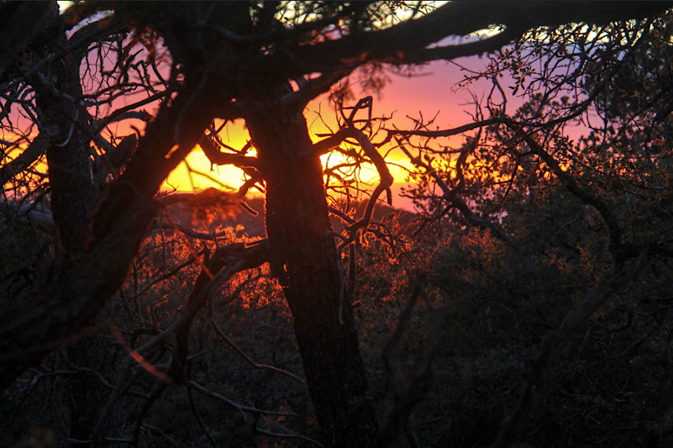 Sunset seen through a tangle of Mexican pinyon and red-berried juniper/Bob Pahre