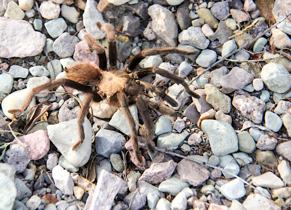 A Western tarantula in Big Bend National Park/Bob Pahre