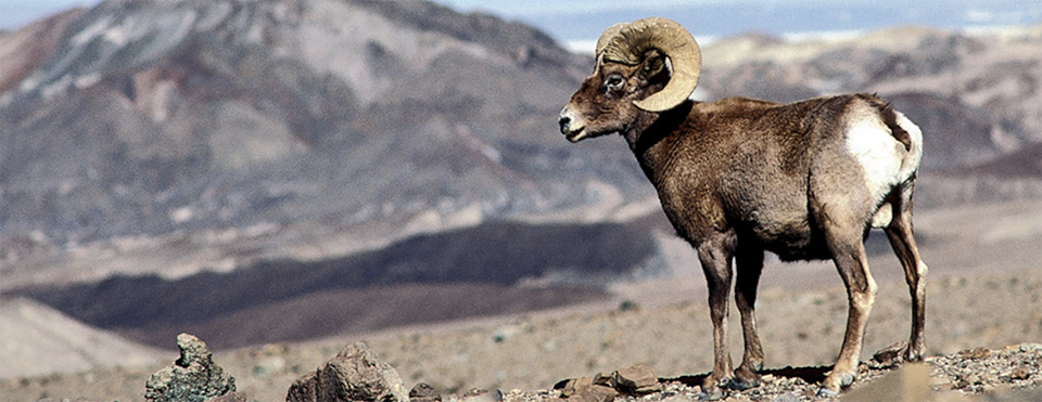 Aerial surveys recorded 16 bighorn sheep in Big Bend National Park/NPS.