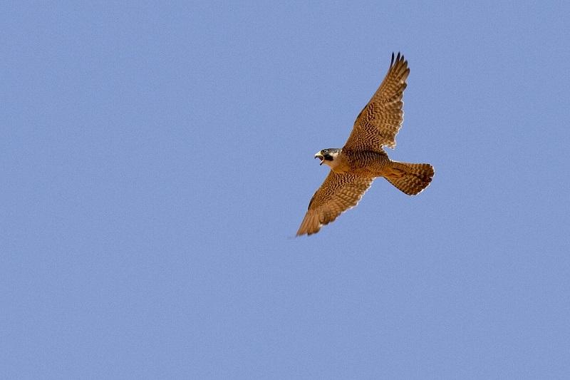 peregrine falcon, nesting, map, big bend, national park, birding