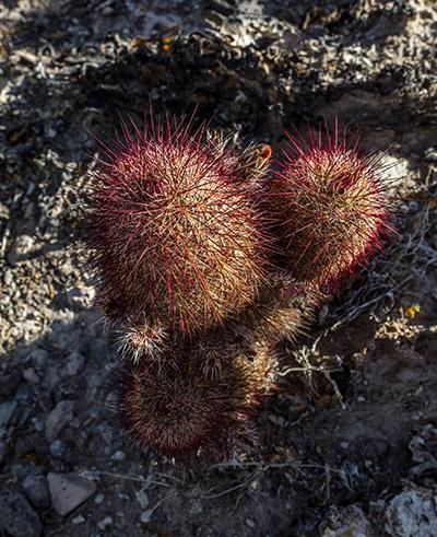 Texas Rainbow Cactus - No Flash, Big Bend National Park