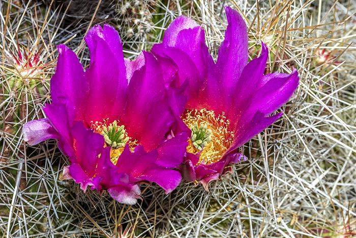 Pitaya Cactus Blossoms - With Flash, Big Bend National Park