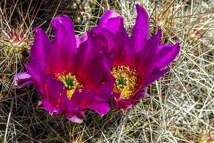 Pitaya Cactus Blossoms - No Flash, Big Bend National Park
