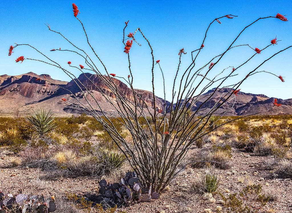 Blooming ocotillo and the Chisos Mountains, Big Bend National Park / Rebecca Latson