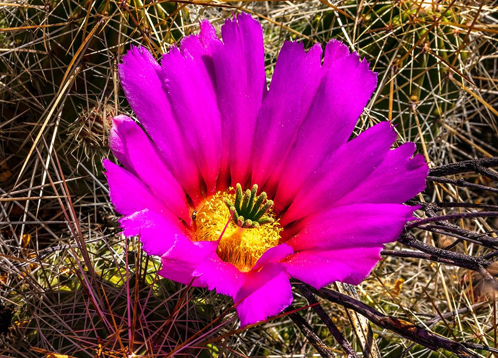 Strawberry pitaya cactus bloom, Big Bend National Park / Rebecca Latson Strawberry pitaya cactus bloom, Big Bend National Park / Rebecca Latson