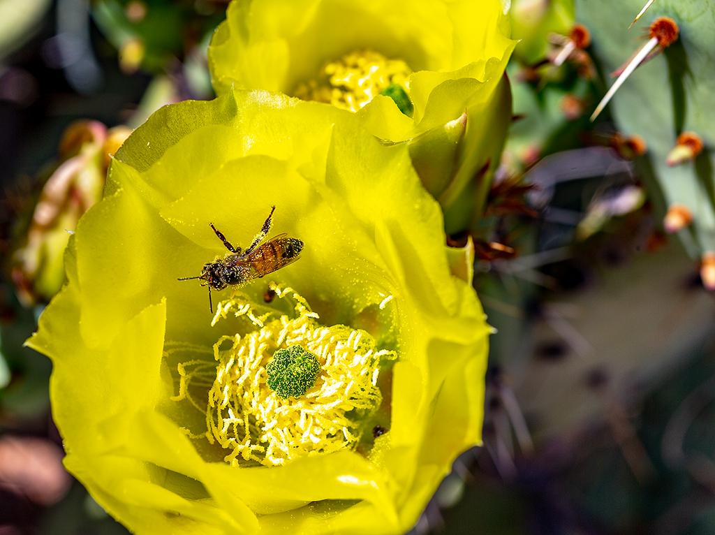 A bee in the yellow prickly pear cactus bloom, Big Bend National Park / Rebecca Latson