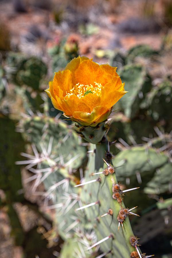 Blooming prickly pear cactus, Big Bend National Park / Rebecca Latson