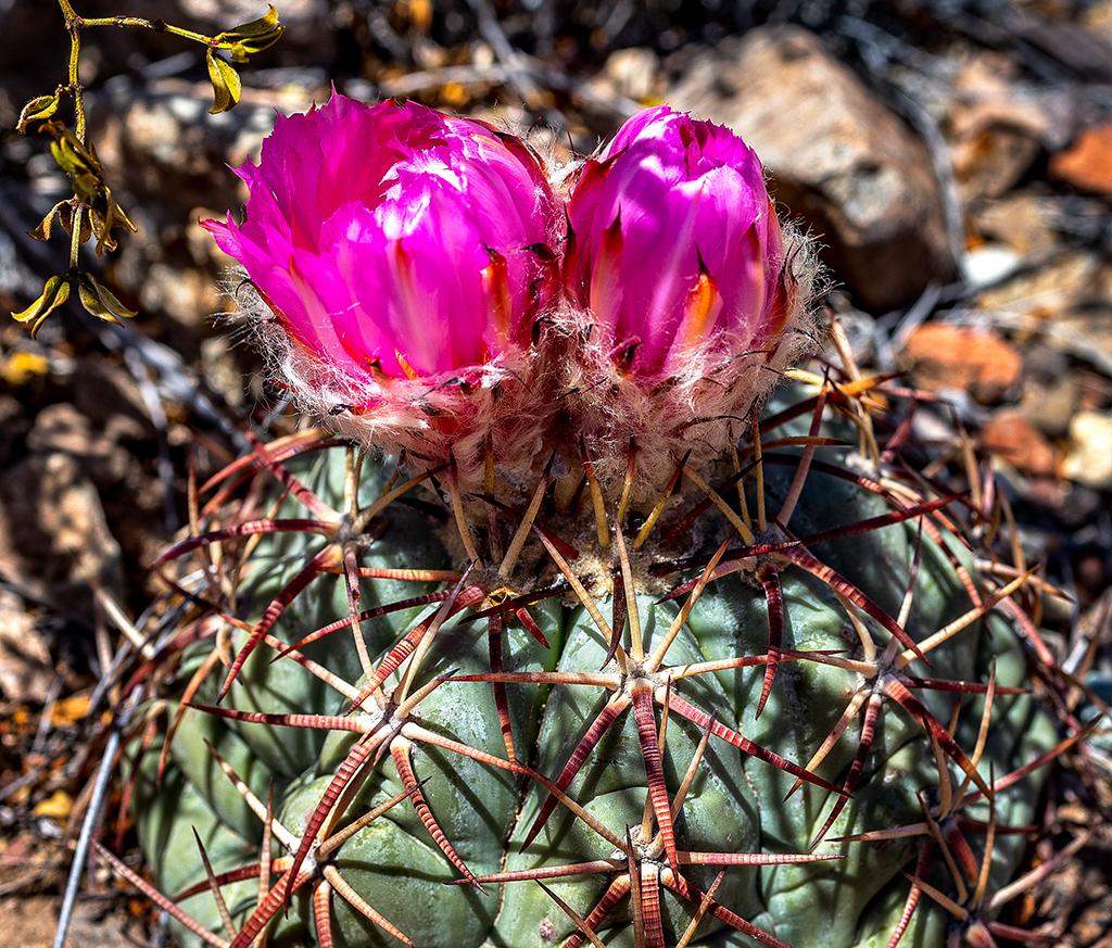 Eagle claw cactus blooms, Big Bend National Park / Rebecca Latson