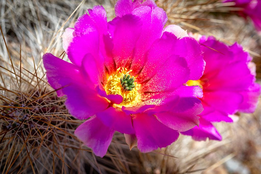 Close-up of a strawberry pitaya cactus bloom, Big Bend National Park / Rebecca Latson
