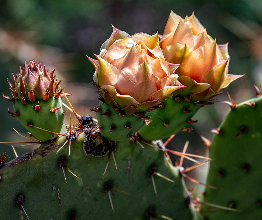 Melon-colored prickly pear cactus blooms, Big Bend National Park / Rebecca Latson