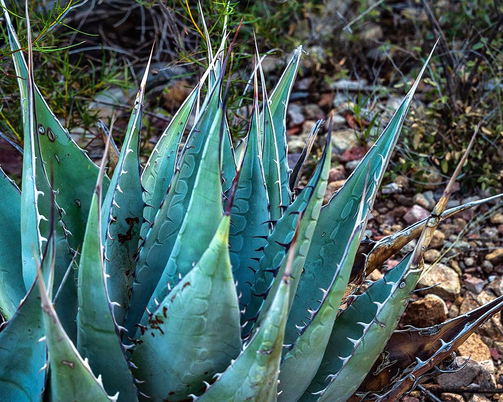 Agave, Big Bend National Park / Rebecca Latson