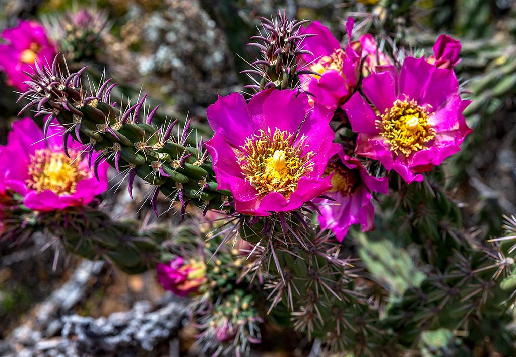 Cholla cactus blooms, Big Bend National Park / Rebecca Latson