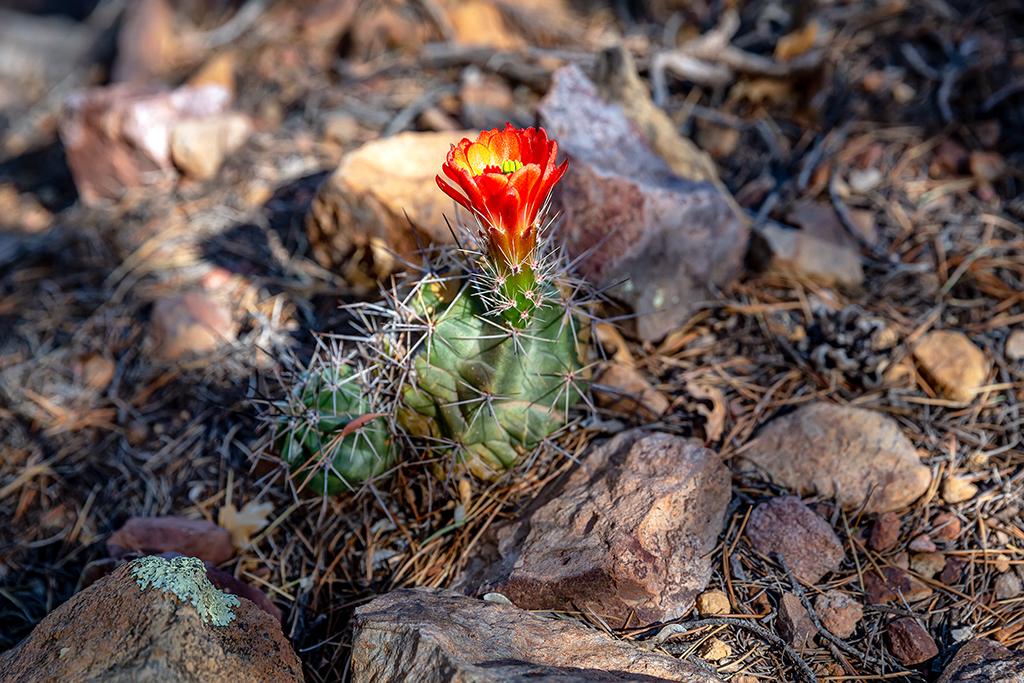 Claret cup cactus, Big Bend National Park / Rebecca Latson