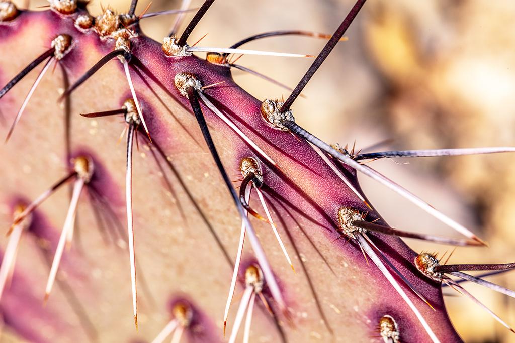 Prickly pear needles, Big Bend National Park / Rebecca Latson