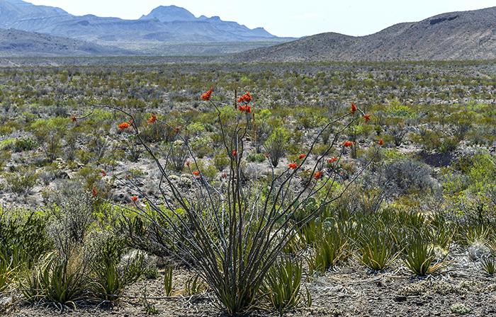 Ocotillo and Chihuahuan Desert Landscape - 100mm, Big Bend National Park
