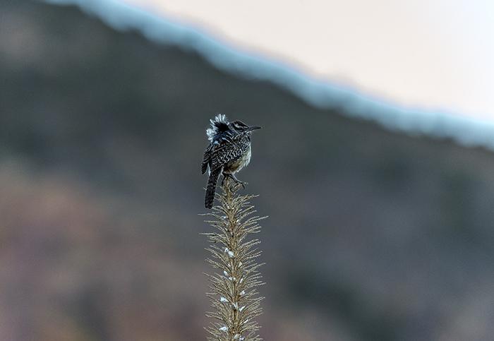 Early Birdy at Big Bend National Park