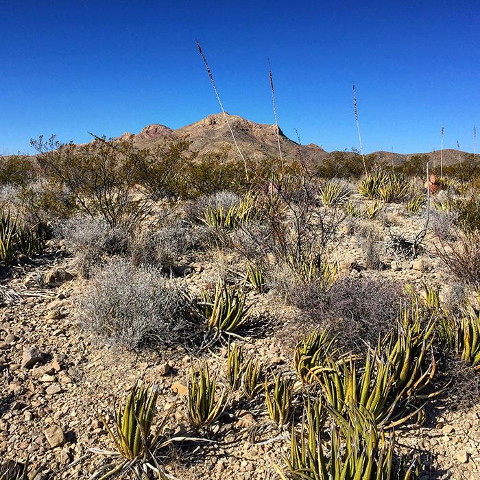 Chisos Mountains Vista