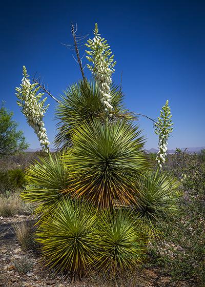 Blooming Yucca