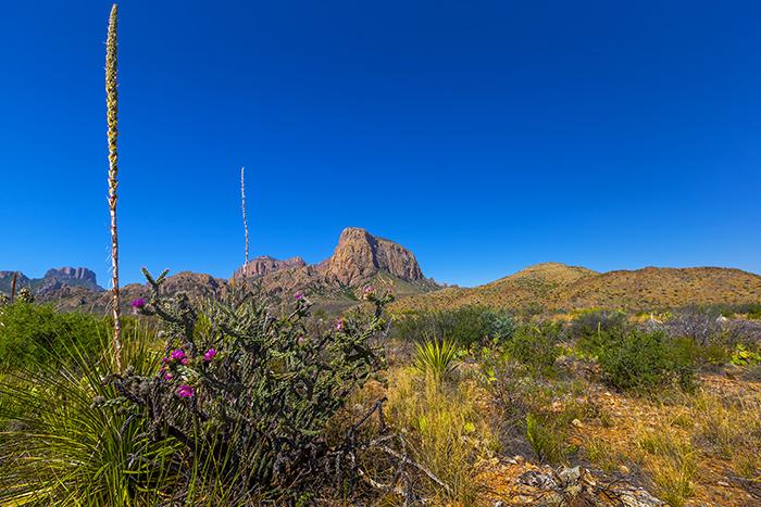 Cholla, Sotol, and Big Bend Scenery