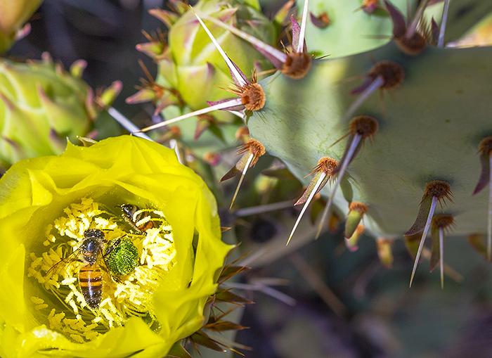 Two Bees In A Prickly Pear Bloom