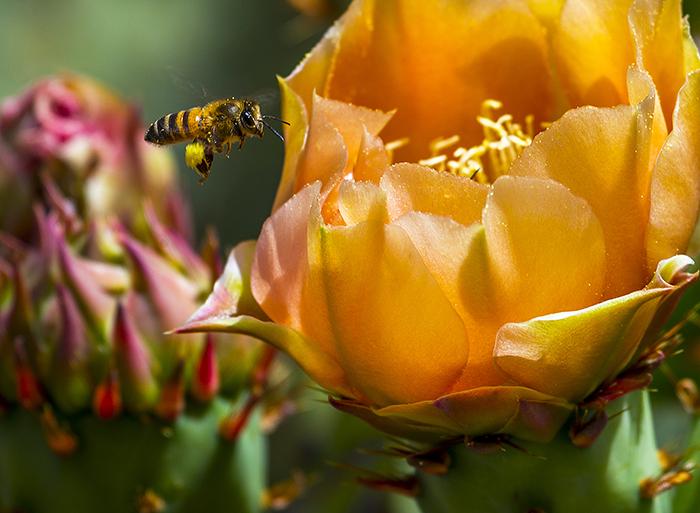A Bee And A Prickly Pear Cactus Bloom